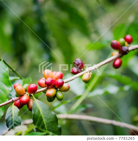 Coffee beans on the branch. Robusta Coffee 7781265