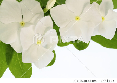 White daily grass 7781473