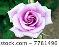 玫瑰 7781496