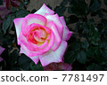 玫瑰 7781497