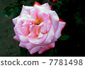 玫瑰 7781498
