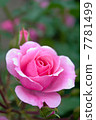 玫瑰 7781499