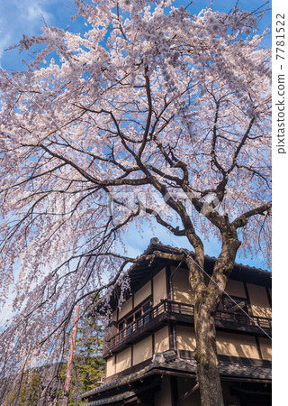 Misonasaka Akebonotei早櫻花盛開 7781522