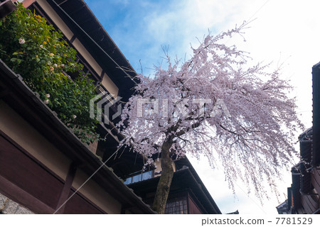 Misonasaka Akebonotei早櫻花盛開 Misonasaka Akebonotei早櫻花盛開 7781529