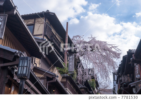 Misonasaka Akebonotei early blooming cherry blossoms 7781530