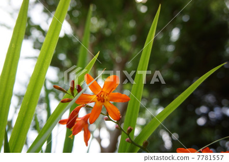 Himehigi ginsen 7781557