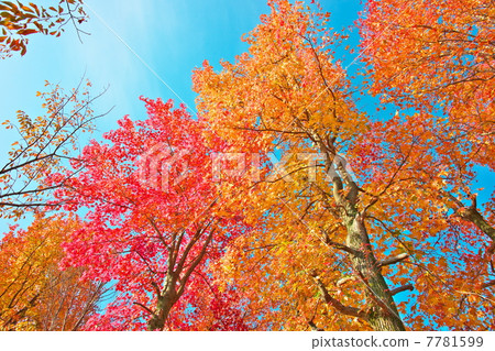 Sugar maple Sugar maple 7781599