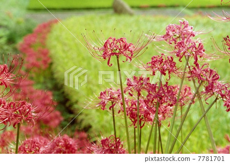 Cluster amaryllis Cluster amaryllis 7781701