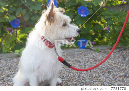 Jack Russell Terrier 7781770
