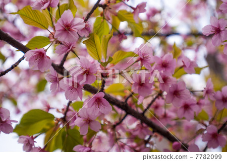 Tojiji Misiono的Kawazu櫻桃樹 7782099