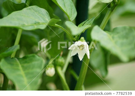 盛開的鮮花 7782539