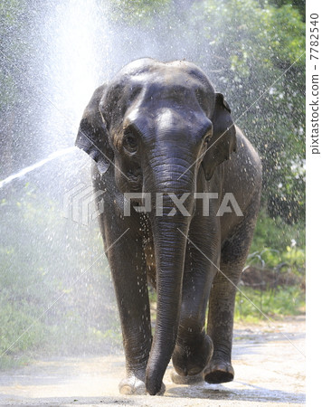 Indian elephant 7782540