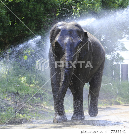 Indian elephant 7782541