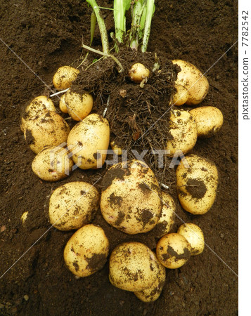 Harvesting of potato (Kitaka kari) Harvesting of potato (Kitaka kari) 7782542