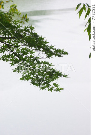 Momiji (vertical position) of Okayama Korakuen of fresh green raining in rain Momiji (vertical position) of Okayama Korakuen of fresh green raining in rain 7782551