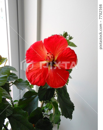 Hibiscus Hibiscus 7782566