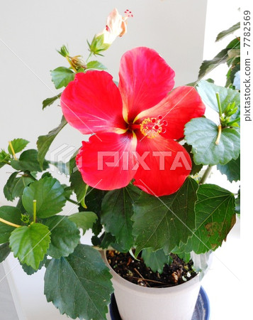 Hibiscus Hibiscus 7782569