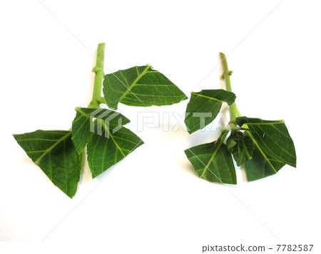 How to cut hydrangea cutting cuttings 7782587