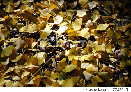 Ginkgo 7782645