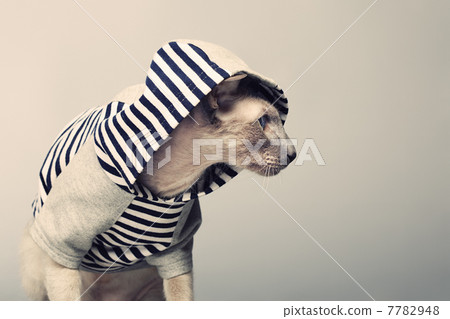 Peterbald Cat in Hoody Peterbald Cat in Hoody 7782948