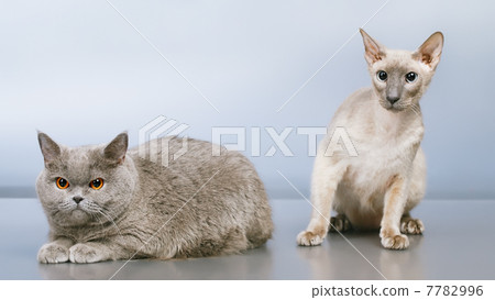 Two Cats 7782996