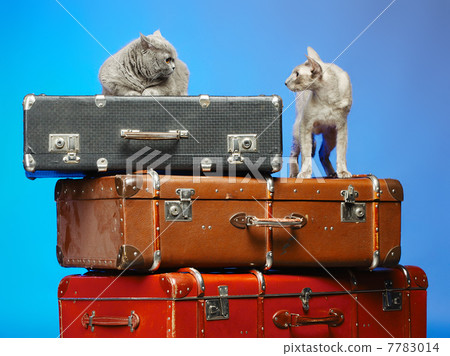 Two Cats 7783014