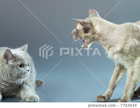 Two Cats Two Cats 7783034