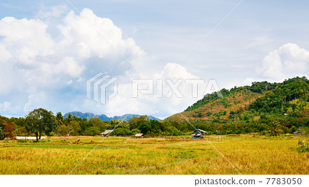 Thai Landscape Thai Landscape 7783050