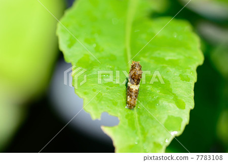 Clownwheat (larva) 7783108