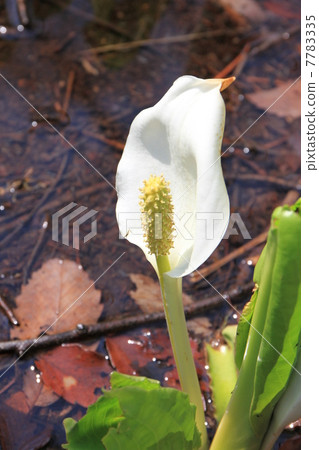 臭鼬白菜 臭鼬白菜 7783335