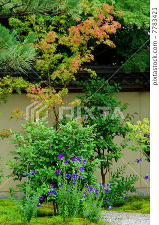 廬山吉源花園桔梗 7783421