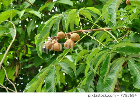 Fruit of Tinon Fruit of Tinon 7783694