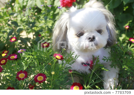 Flowers and Shih Tzu dog 7783709