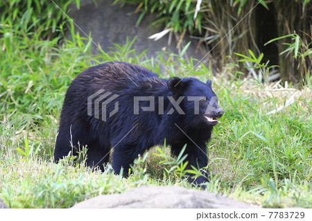 Japanese black bear bear 7783729