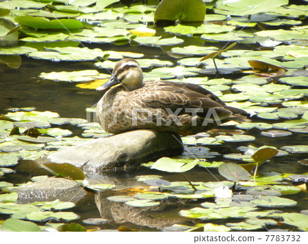 在昭和no百合的百合的Cargamo在Yusuda池塘 7783732