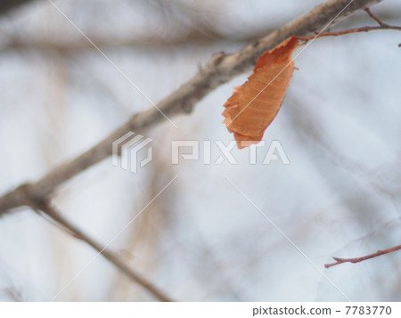 dry leaves on a tree in winter dry leaves on a tree in winter 7783770