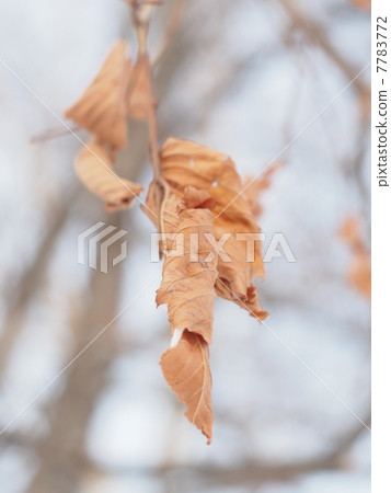 dry leaves on a tree in winter dry leaves on a tree in winter 7783772