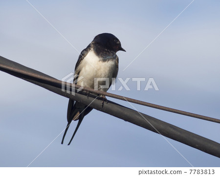 Swallow on a wire 7783813