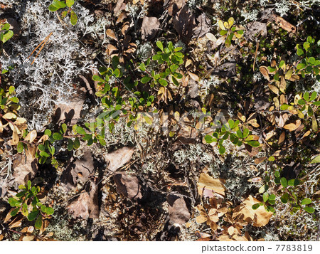 lichen lichen 7783819