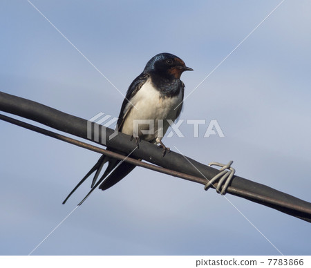 Swallow on a wire 7783866