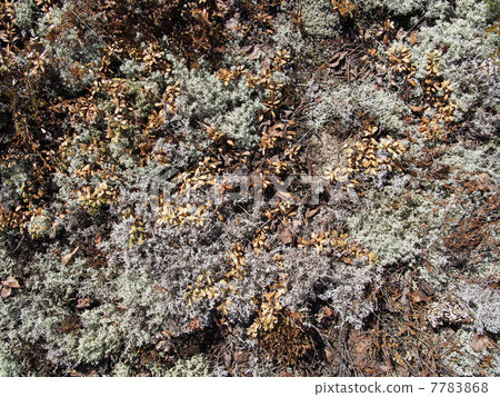 lichen lichen 7783868