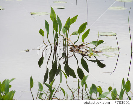 Plants in the water Plants in the water 7783901
