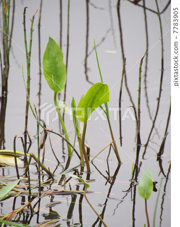 Plants in the water Plants in the water 7783905