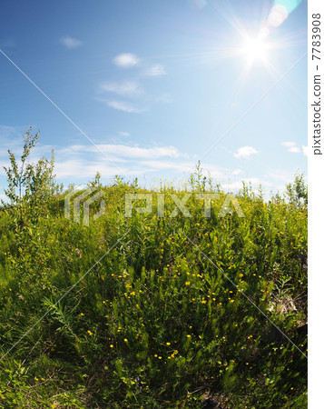 sunny meadow sunny meadow 7783908