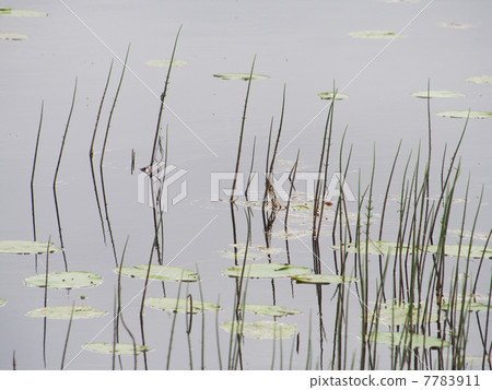Plants in the water Plants in the water 7783911