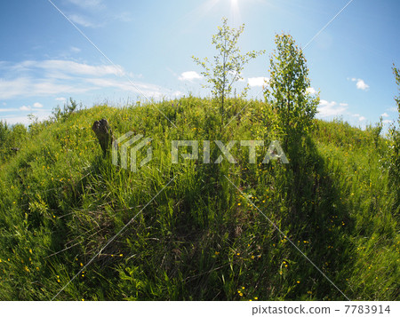 sunny meadow sunny meadow 7783914