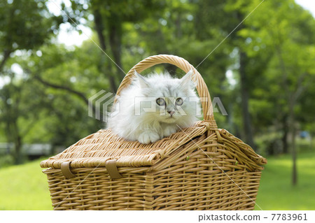 White chin park debut Part 4 White chin park debut Part 4 7783961