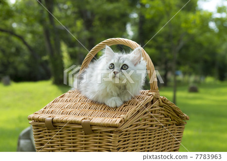 白色下巴公園首次亮相第4部分 7783963