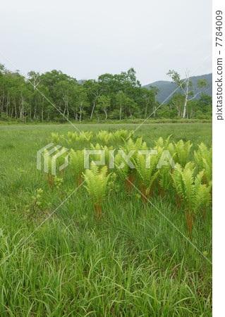 Ozegahara蕨 7784009