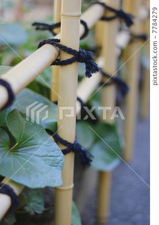 A hedge 7784279